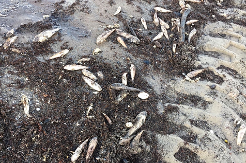 Liepājnieki satraukti par beigtām zivīm pludmalē
