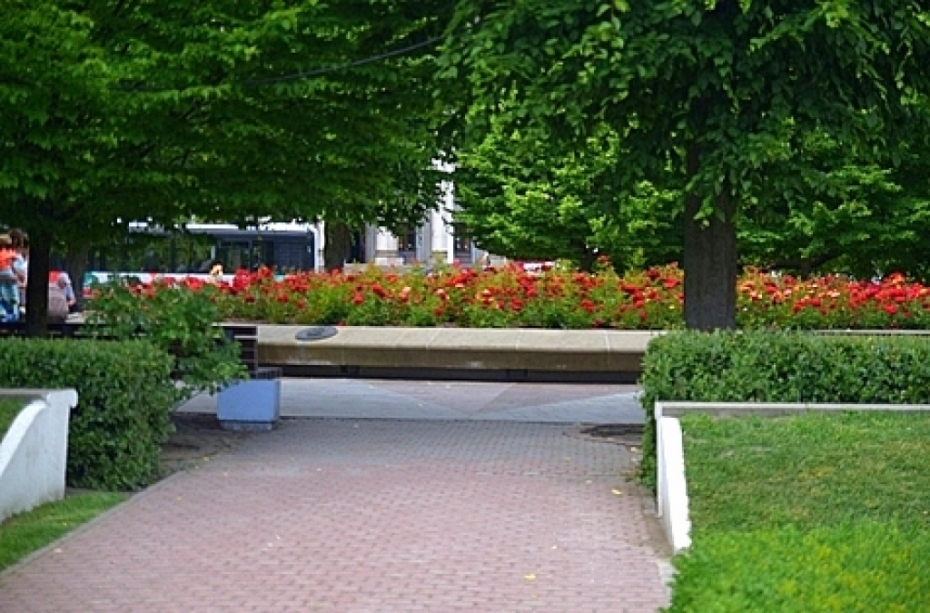 Rožu laukumā šogad mazāk bukšu, vairāk sarkanu rožu