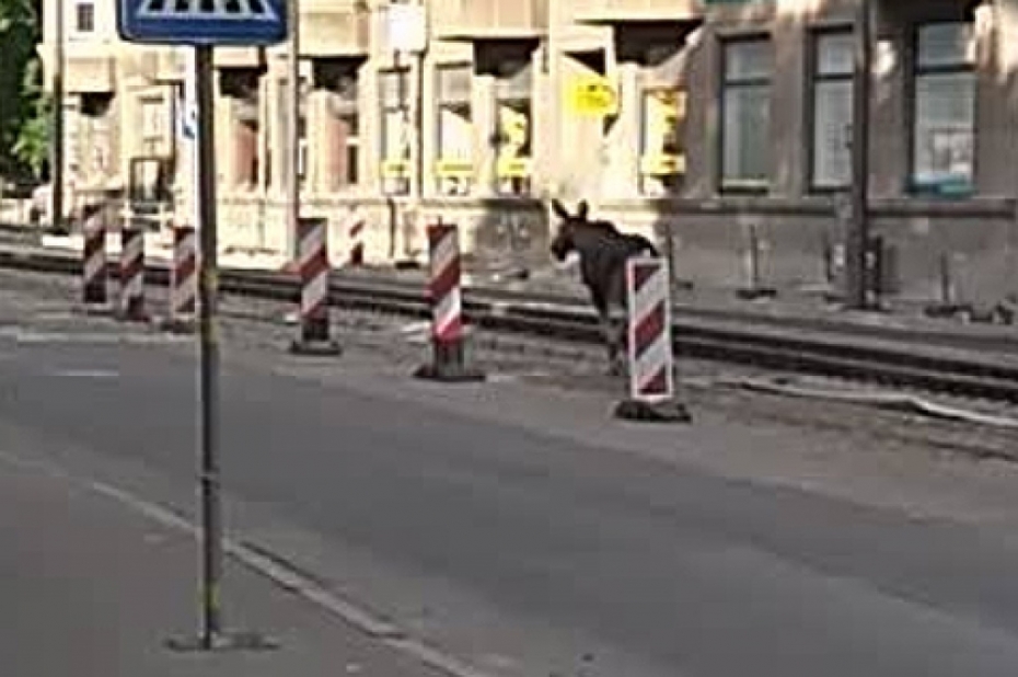 Pa Lielo ielu pastaigājas meža iemītnieks alnis