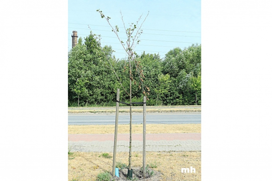 Nemākulīga stādīšana un sālīšana iznīcina kokus Brīvības ielā