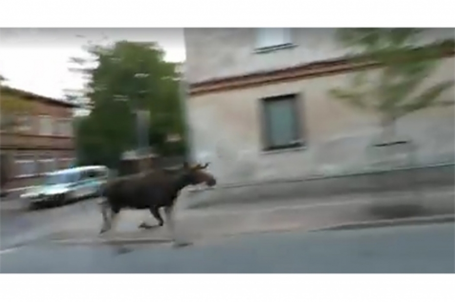 Notver, iemidzina un aizved Liepājā ieklīdušu alni