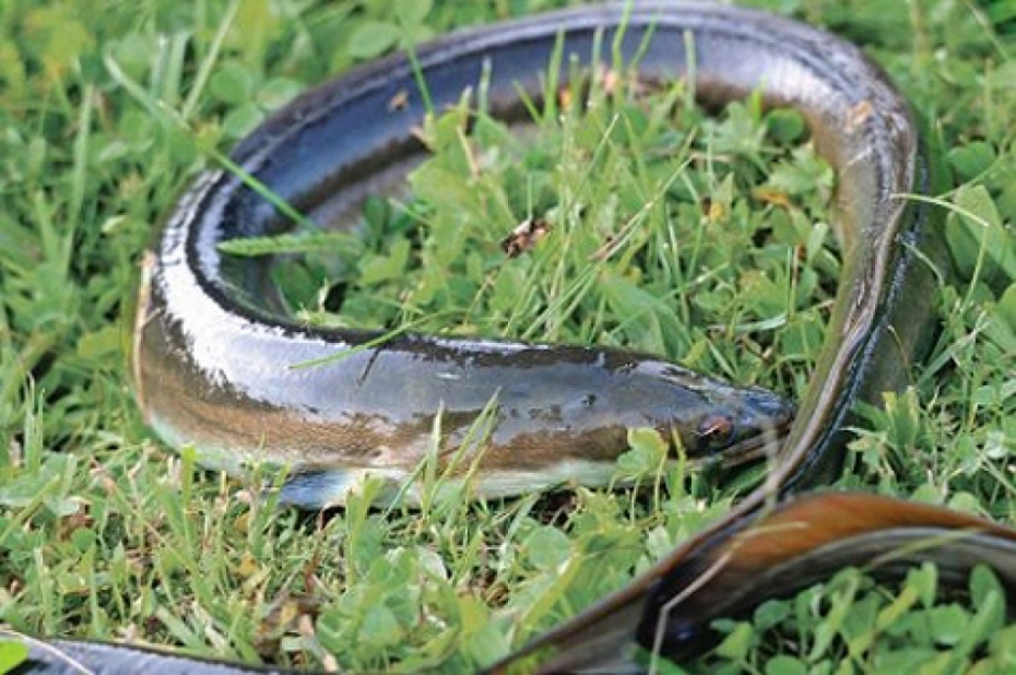 Liepājas ezerā aizliegta zušu specializētā zveja