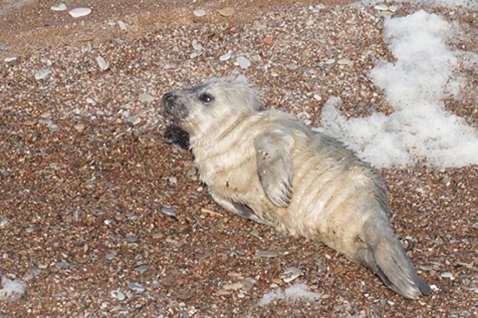 Nīcas mērs: Roņus ar ložu šāvieniem jūra atnes no Lietuvas