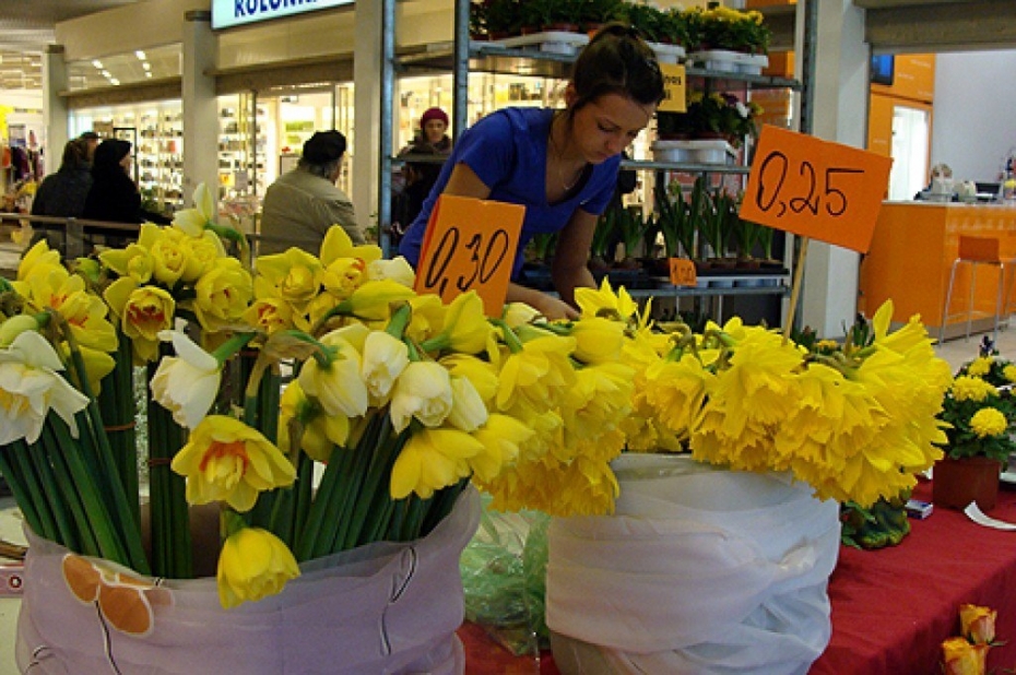 8.martā tulpes un narcises – populārākās