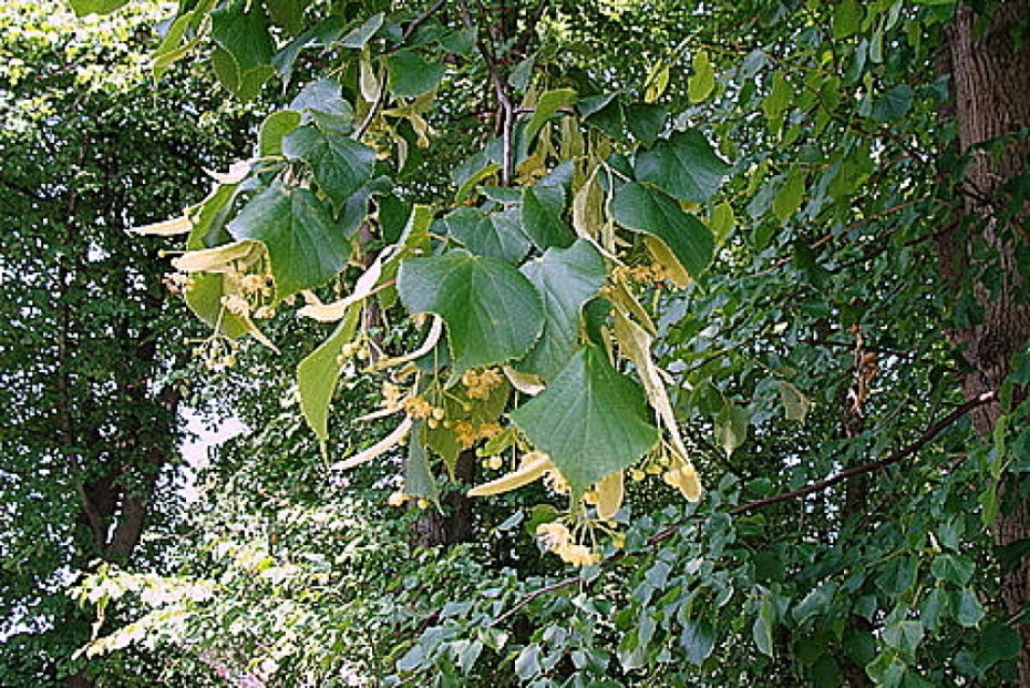 Pirmajā mācību dienā pie skolām stādīs liepas