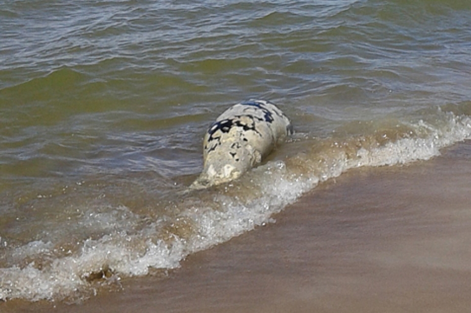 Par mirušiem dzīvniekiem jāziņo domei vai dzīvnieku patversmei