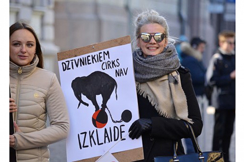 Uzsāk lietvedību par dzīvnieku izmantošanu cirka izrādē