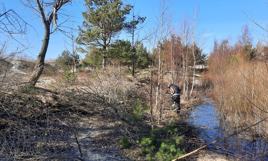 Uzsāk piekrastes kāpu aizsargājamo biotopu kopšanu