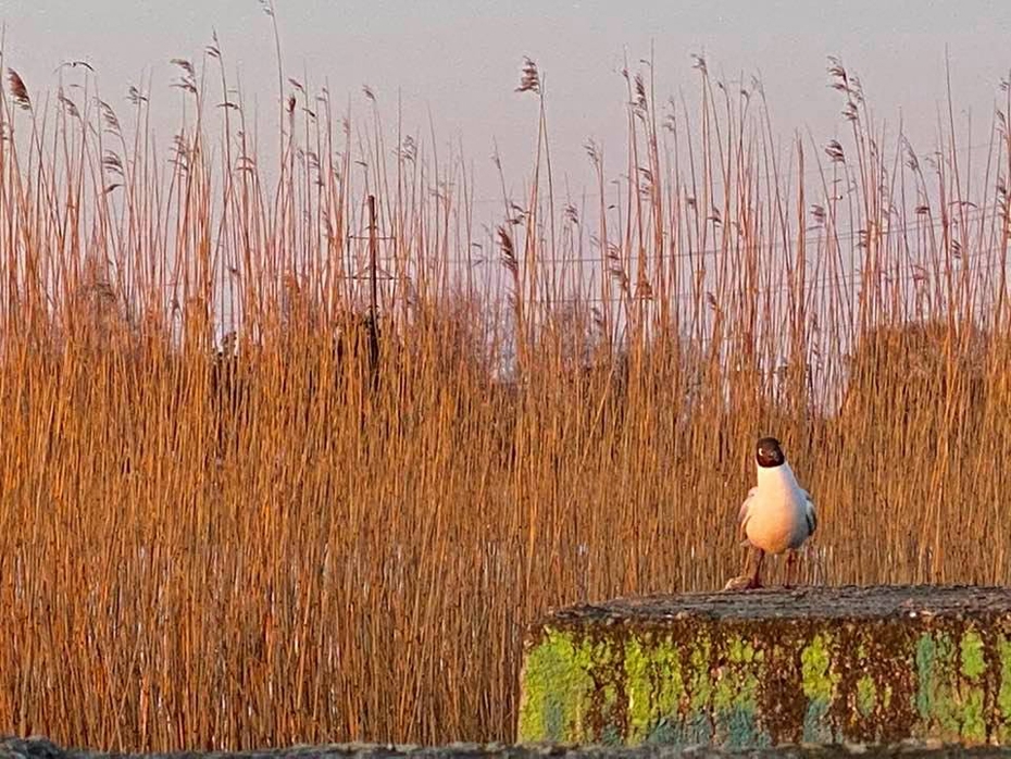  Aprīļa otrajā pusē gaidāms pārsvarā sauss laiks
