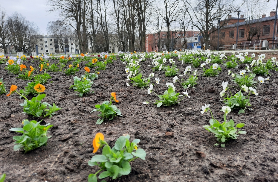 Sākta pilsētas puķu dobju un citu apstādījumu kopšana