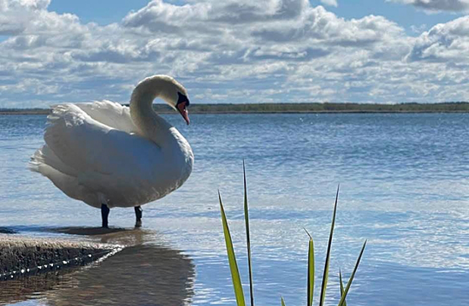 Nākamnedēļ gaisa temperatūra var pakāpties virs +20 grādiem