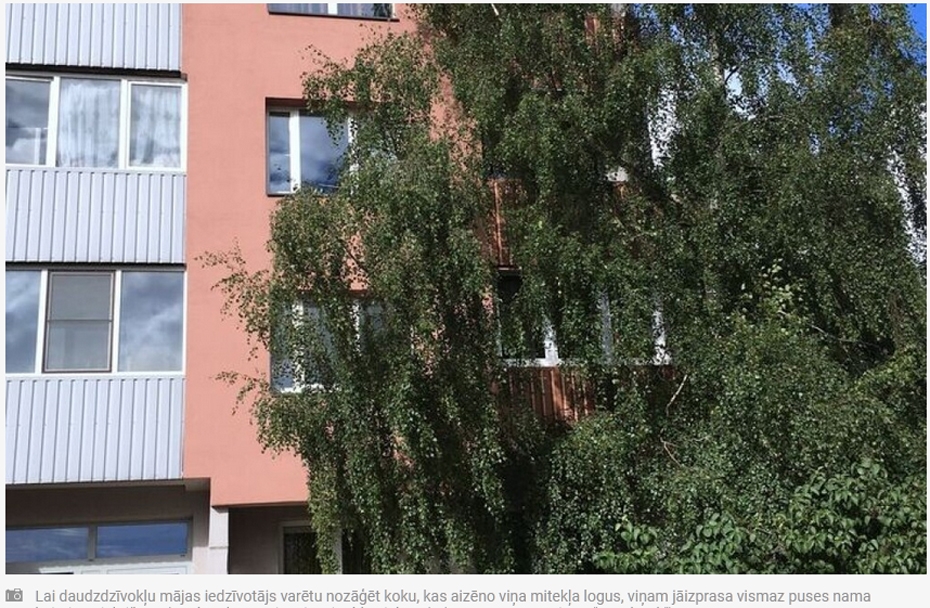 Jauns.lv: Kaimiņu kašķi Liepājā: kā likvidēt "neērtos" kokus, kas laupa saules gaismu?