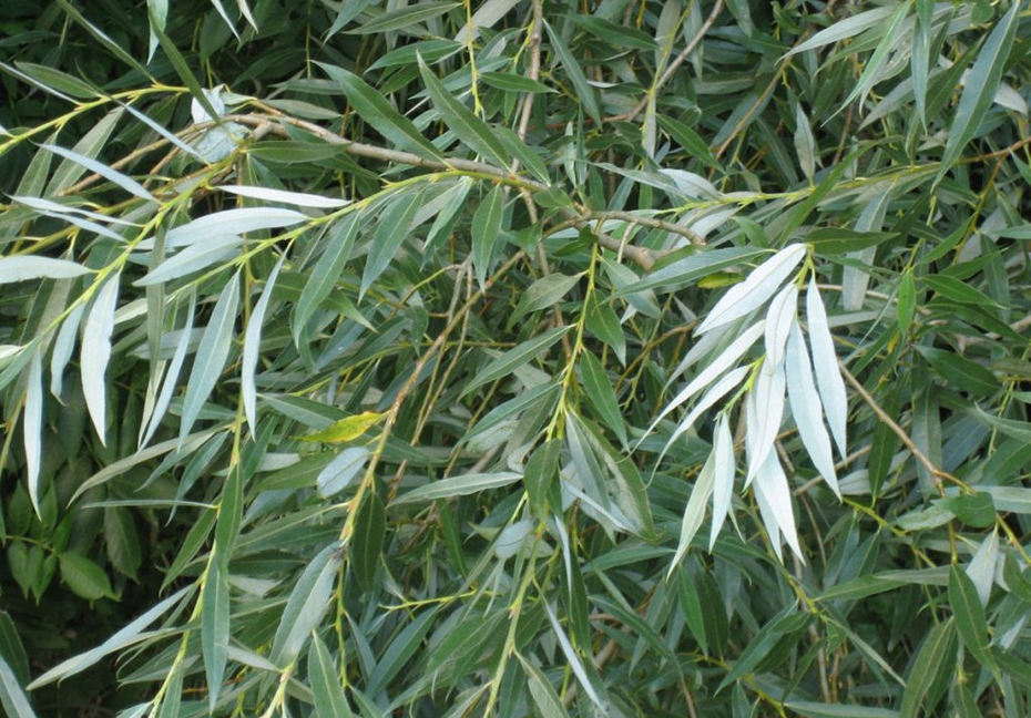 Atbalsta koku ciršanu un atlikušo koku vainagu kopšanu 