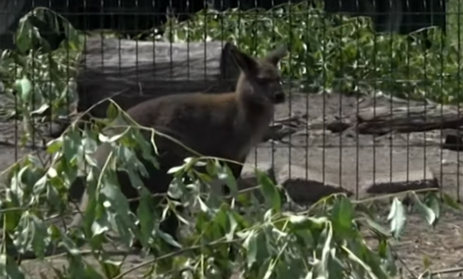 Lsm.lv: Pa Liepāju jau nedēļu klaiņo ķengurs