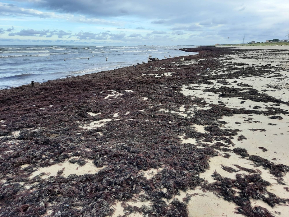 Delfi.lv: Liepājā var vākt vērtīgo mēslojumu dārziem – jūras zāles