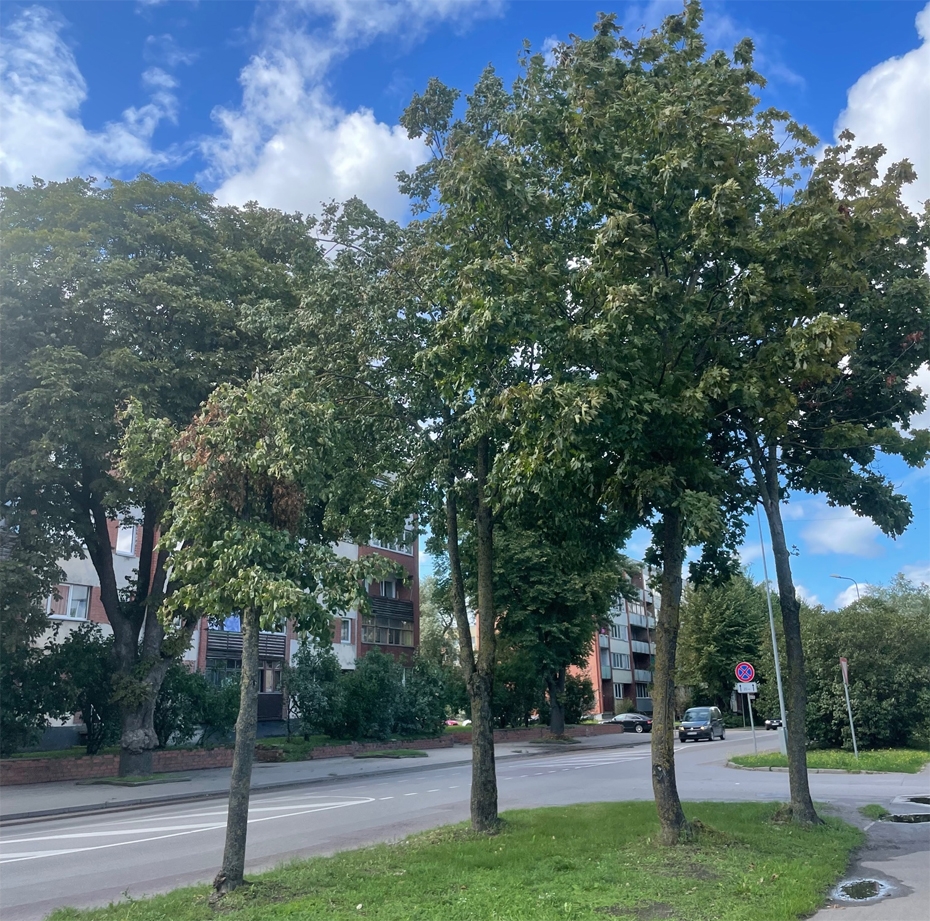 Komisija liek mainīt projekta risinājumus, lai saglabātu astoņus kokus