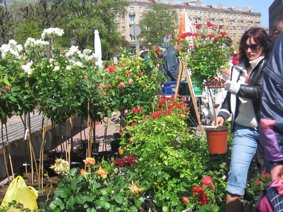  Rožu laukumā 4.maijā būs stādu tirgus "Pavasaris ziedos"