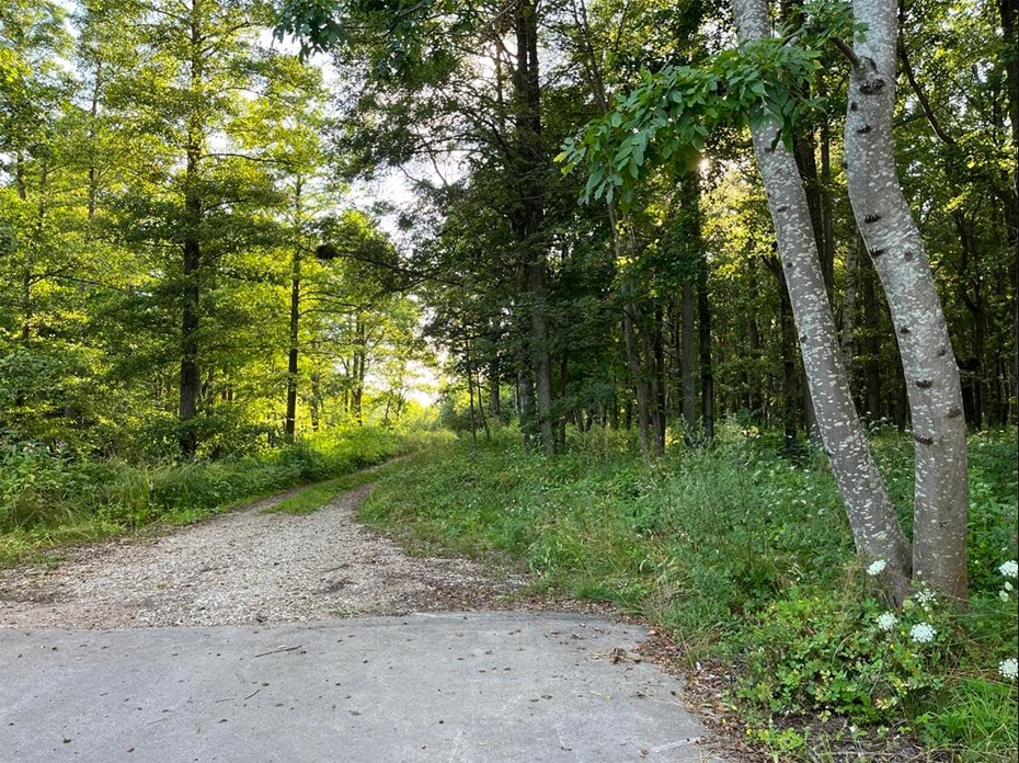 Talsu un Slimnīcas ielā atbalsta paredzēto koku ciršanu