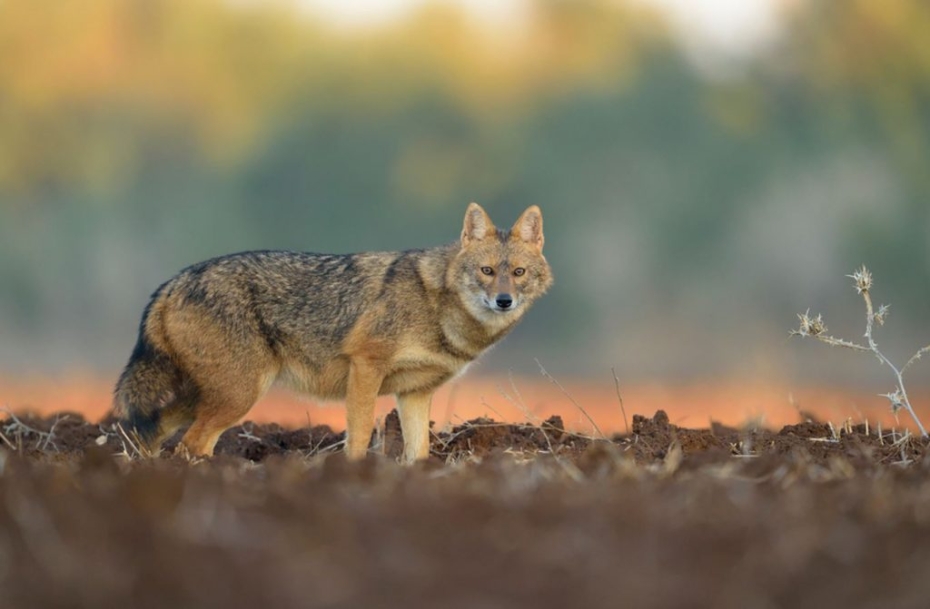 La.lv: Pie Liepājas nomedīts Latvijā reti sastopams plēsējs – šakālis