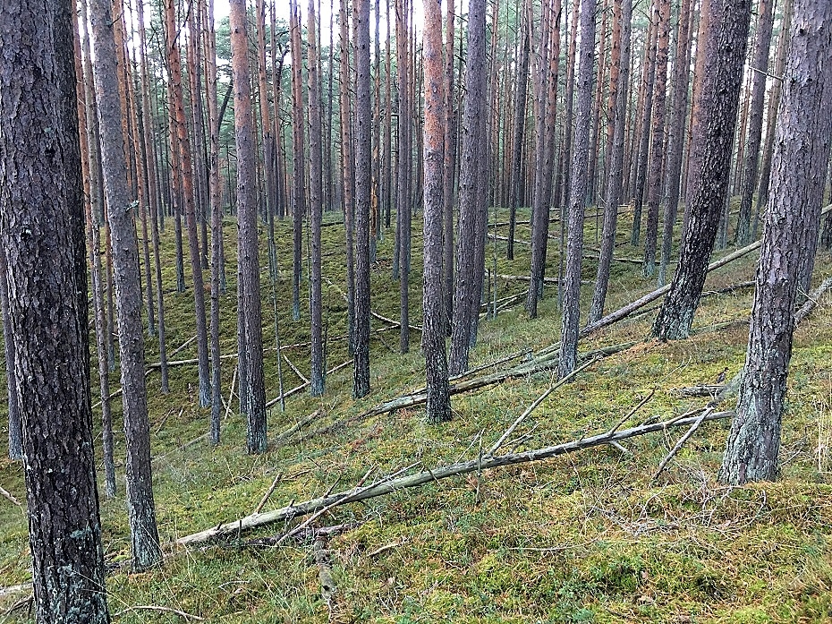 Pašvaldība organizēs izsoli medību tiesībām Reiņa mežā