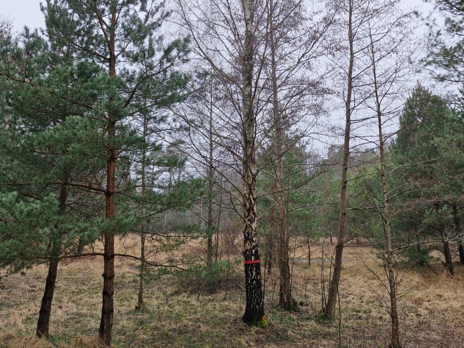 Paziņojums par koku ciršanas publisko apspriešanu Lībiešu un Artilērijas ielās