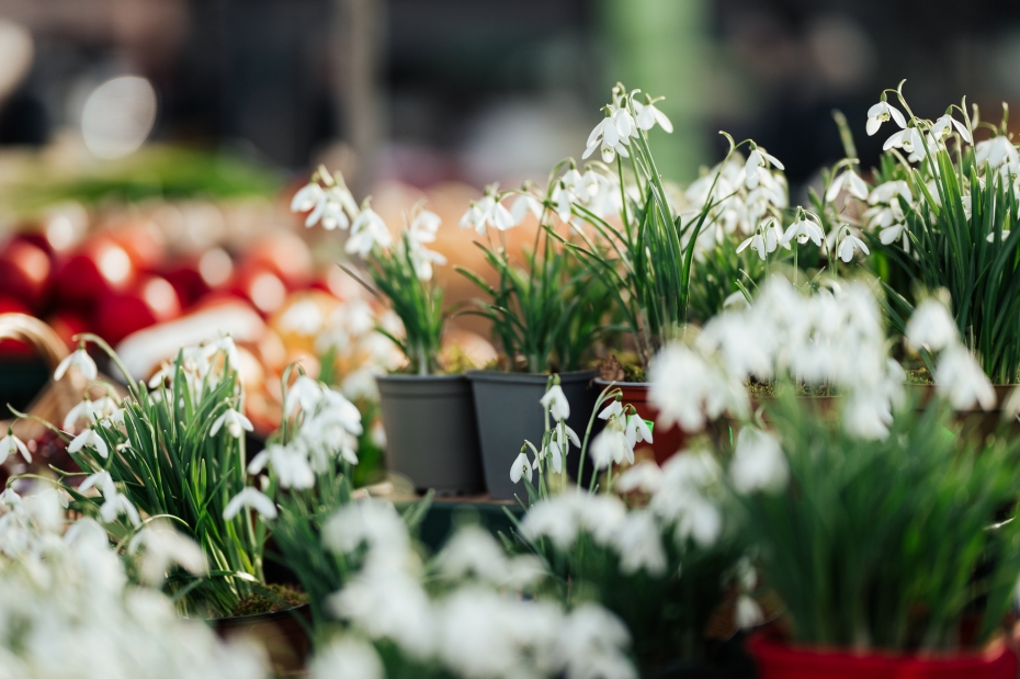 Aicinājums piedalīties "Liepāja plaukst!" stādu apmaiņas akcijā