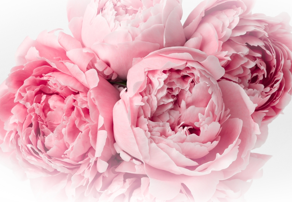 Liepājas Latviešu biedrības nams aicina uz peoniju ziedu izstādi