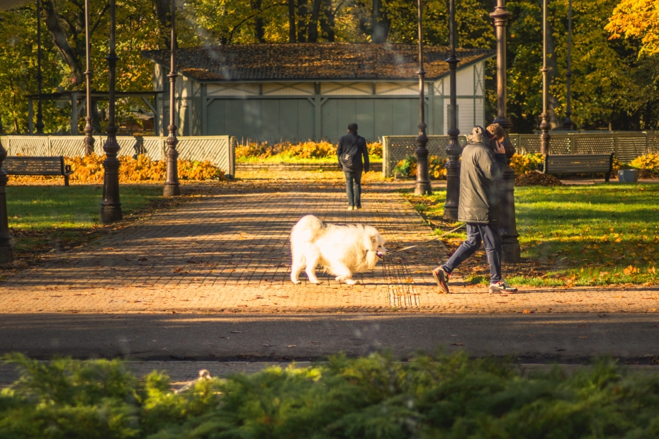 Liepājā stājas spēkā jauni mājdzīvnieku turēšanas noteikumi