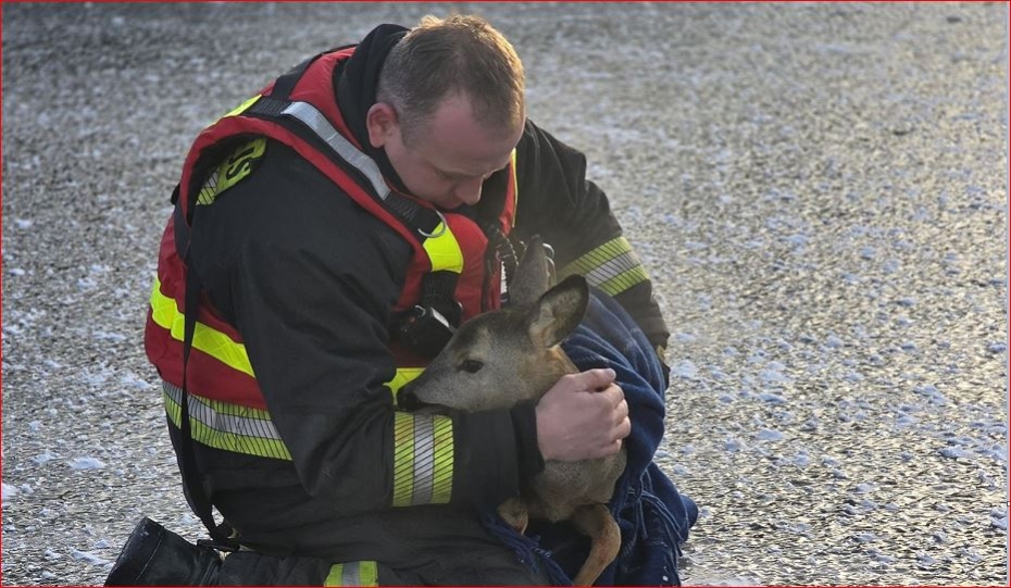 Ugunsdzēsēji glābēji dodas palīgai nelaimē nonākušais stirnai