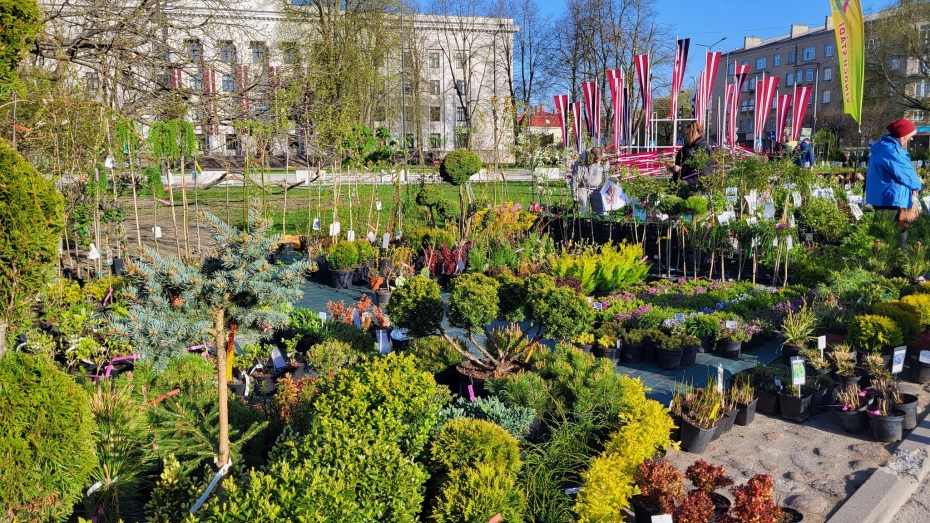 4.maijā Rožu laukumā uzplauks stādu tirgus “Pavasaris ziedos”