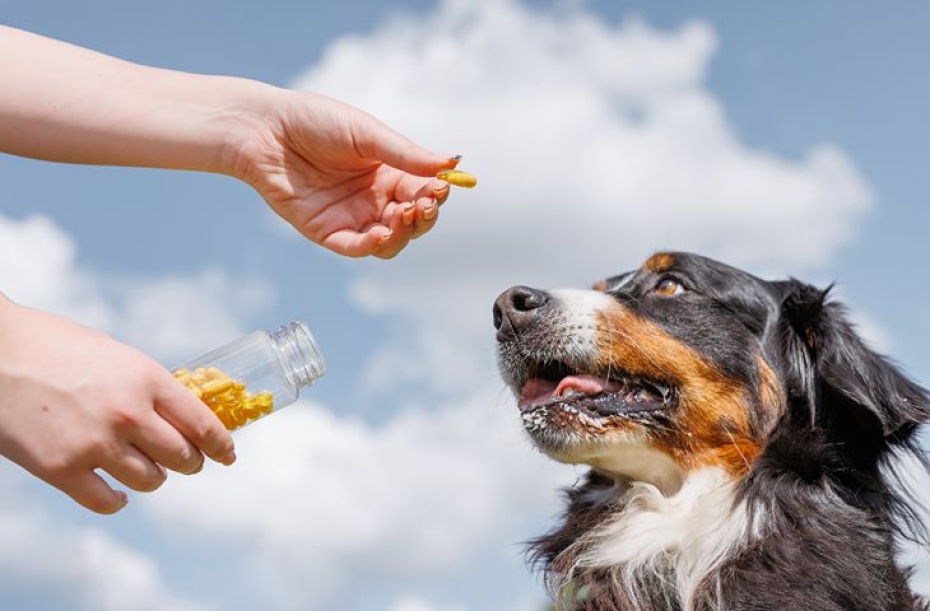Veselīgs mīlulis rudenī: vai tiešām nepieciešami papildu vitamīni un uztura bagātinātāji?