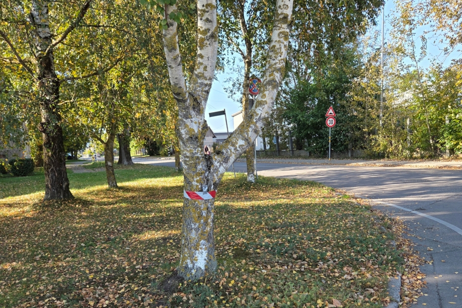 Paziņojums par koku ciršanas publisko apspriešanu Amatas ielā