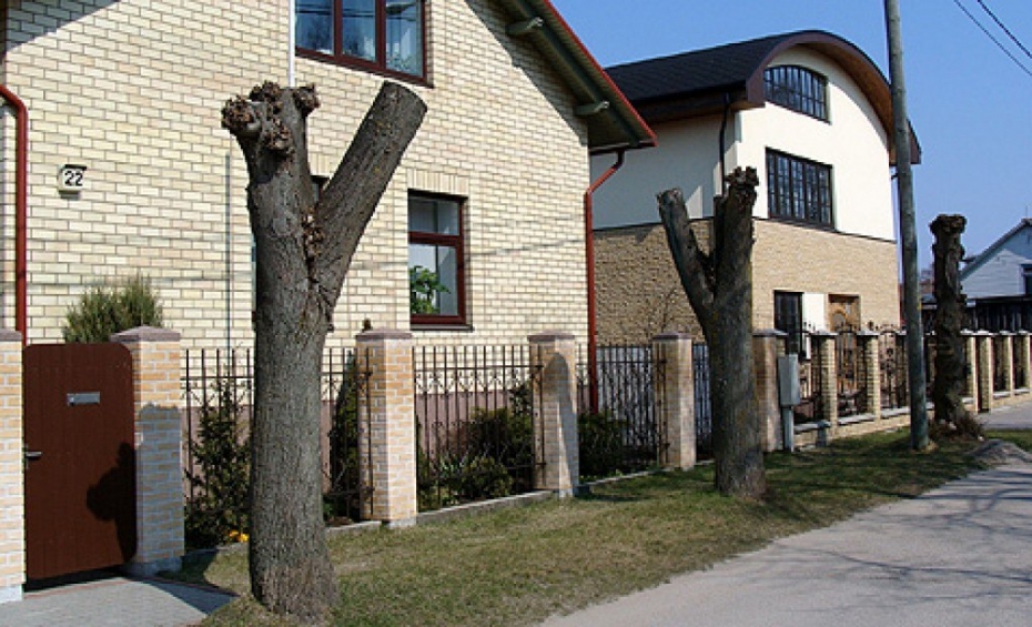 Naudu tērēt koku kopšanai, nevis kropļošanai