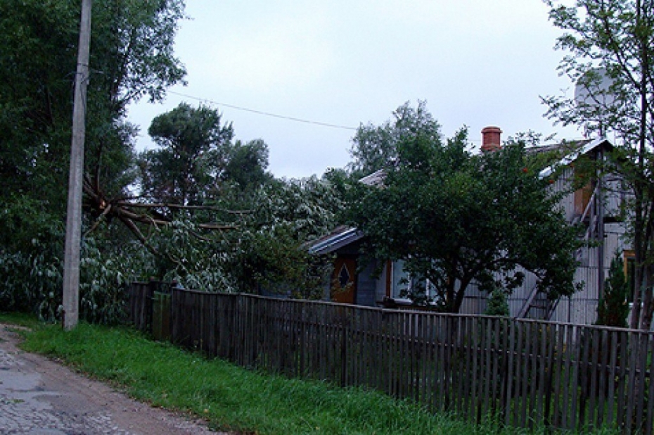 Stiprais vējš gāž kokus arī Liepājas pusē