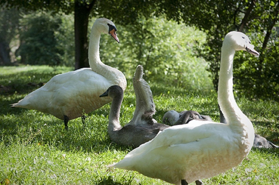 Liepājas dīķos gulbji audzina savus mazuļus