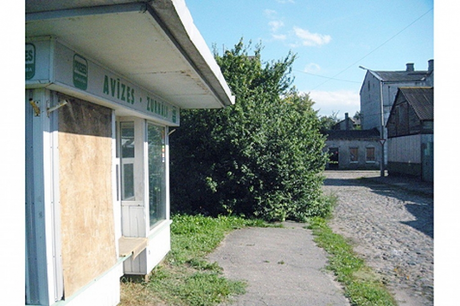 Pilsētas centrā uz ietves sakuplojis koks