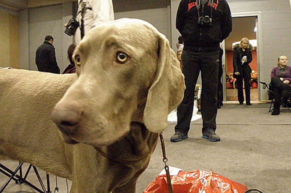 Aicina uz nacionālo suņu izstādi Olimpiskajā centrā