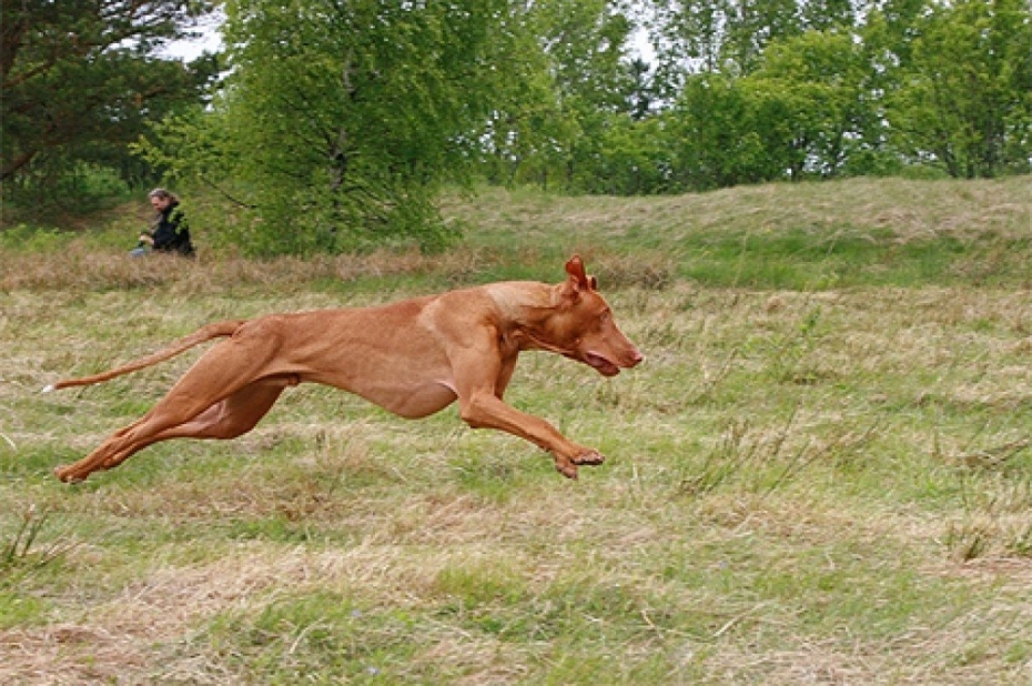 Notiks otrās mehāniskā zaķa ķeršanas sacensības!