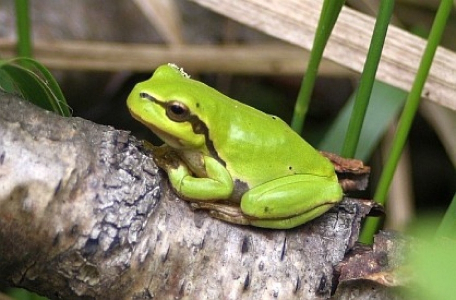 Aicina doties kokvardes meklējumos