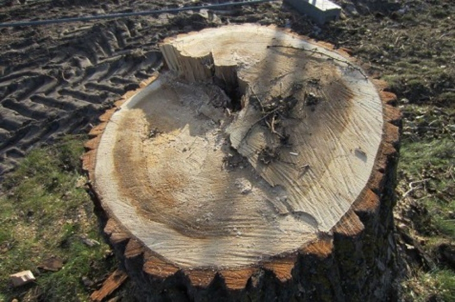 Izlemj par vairāku desmitu koku nozāģēšanu