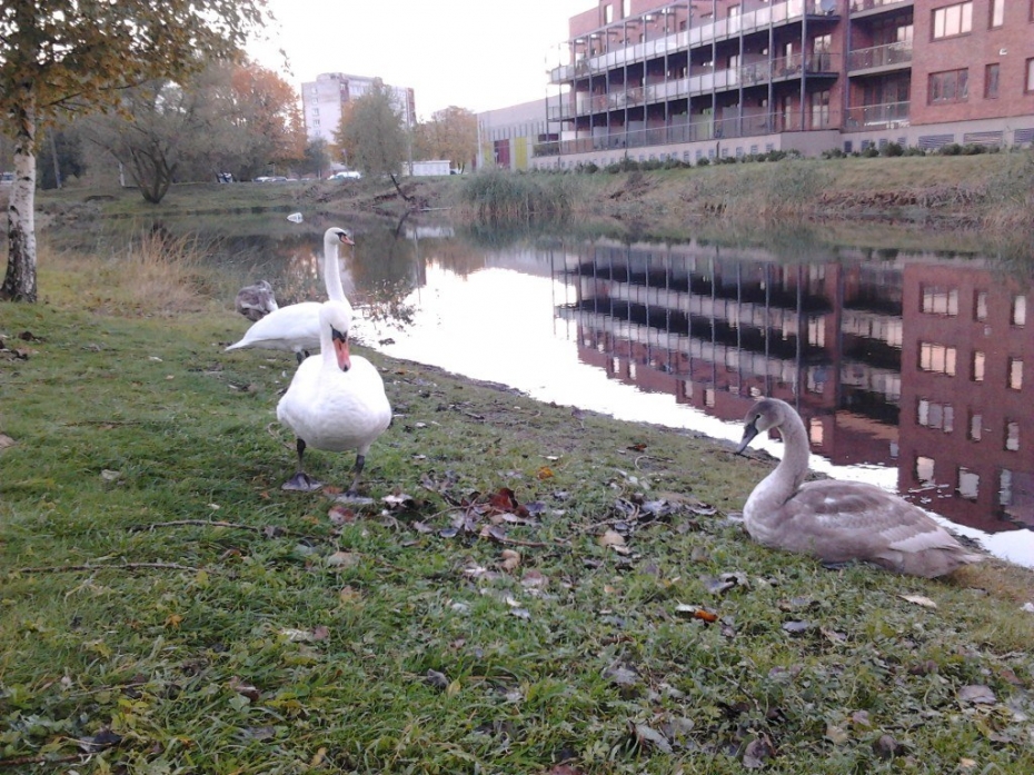 Gulbi visticamāk nonāvējušas cilvēka rokas