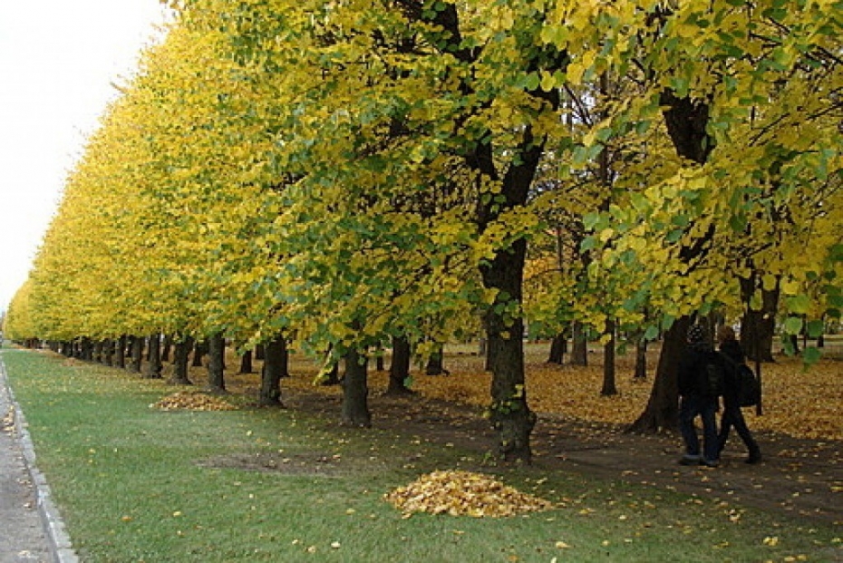 Ģenerāļa Baloža ielā nozāģēs 49 kokus
