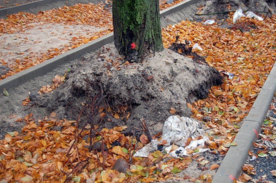 Uliha ielas liepu liktenis apdraudēts