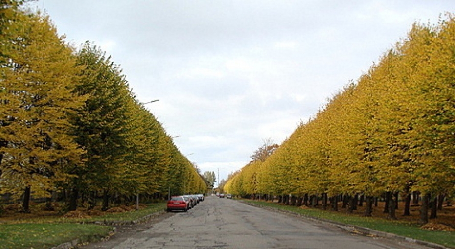 Neviens nezina, cik pilsētā kopumā cērt, cik stāda