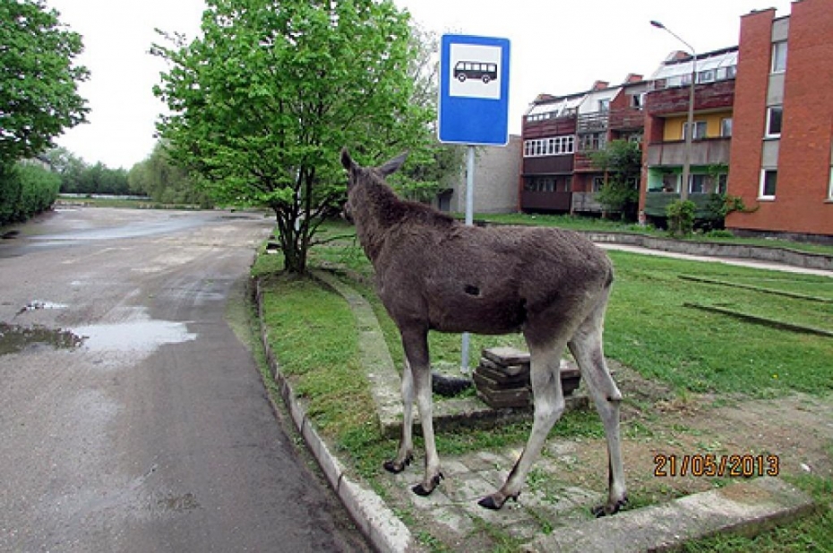Divi aļņi atnāk līdz pat Roņu ielai