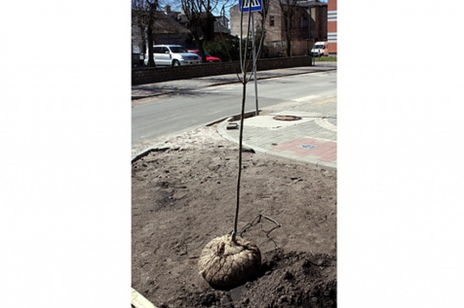 Divdesmit jaunie oši Celtnieku ielā nokaltuši