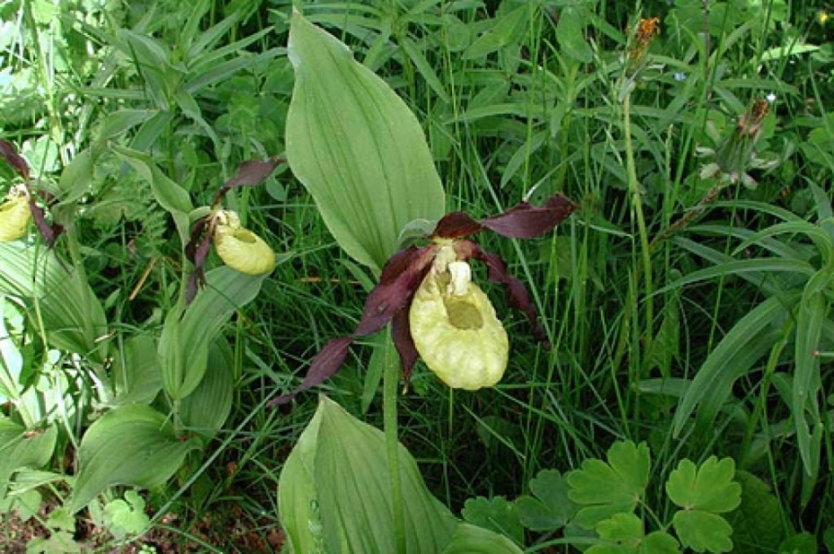 Jāņuzāles, kas to plūcējiem var dārgi izmaksāt