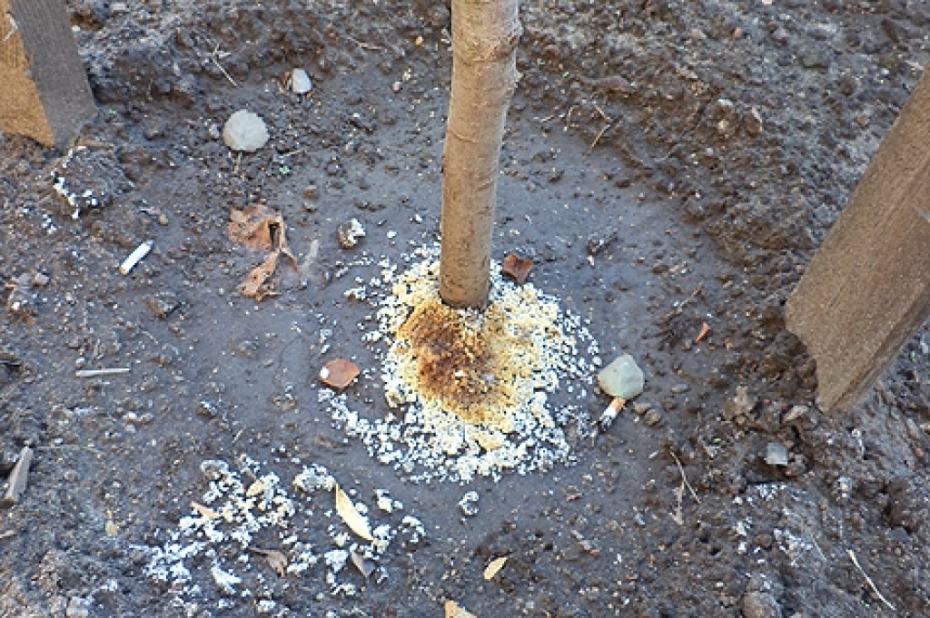 Iedzīvotāji aicināti ziņot par koku indēšanu pilsētā