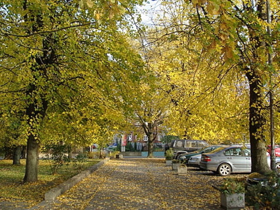 Koki pie Latvijas bankas filiāles, Garnizona kapsētā un citur