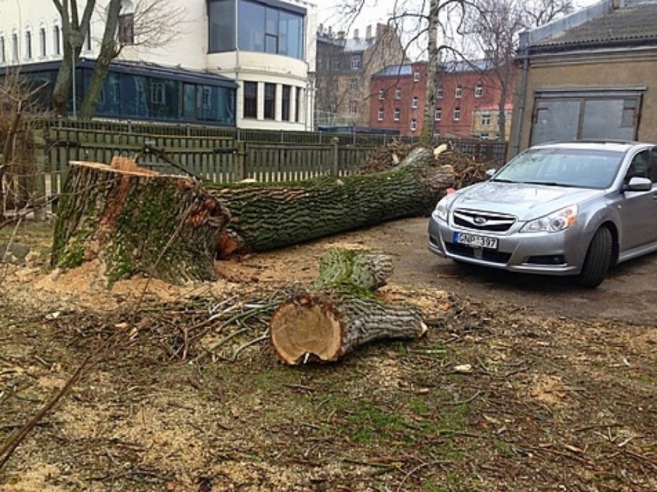 Lielais koks bijis potenciāli bīstama papele